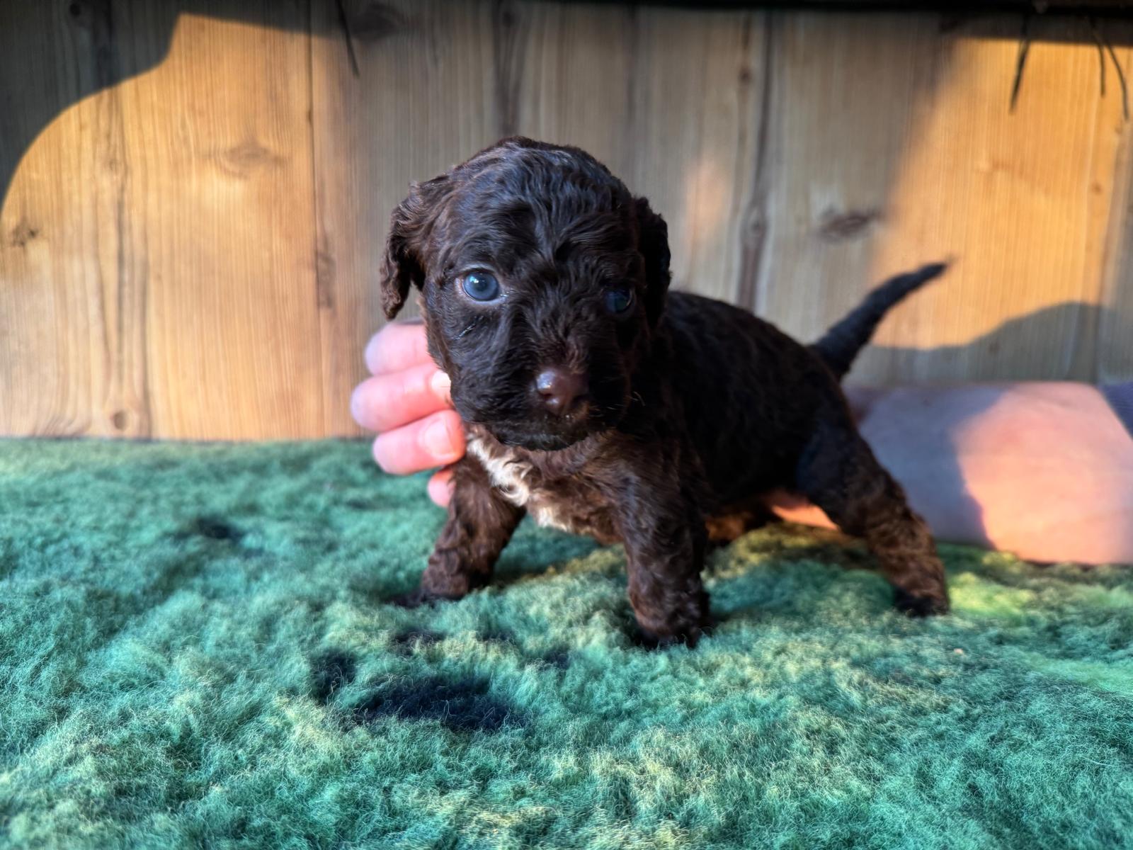 Spaanse waterhond pup teefje 2 bruin