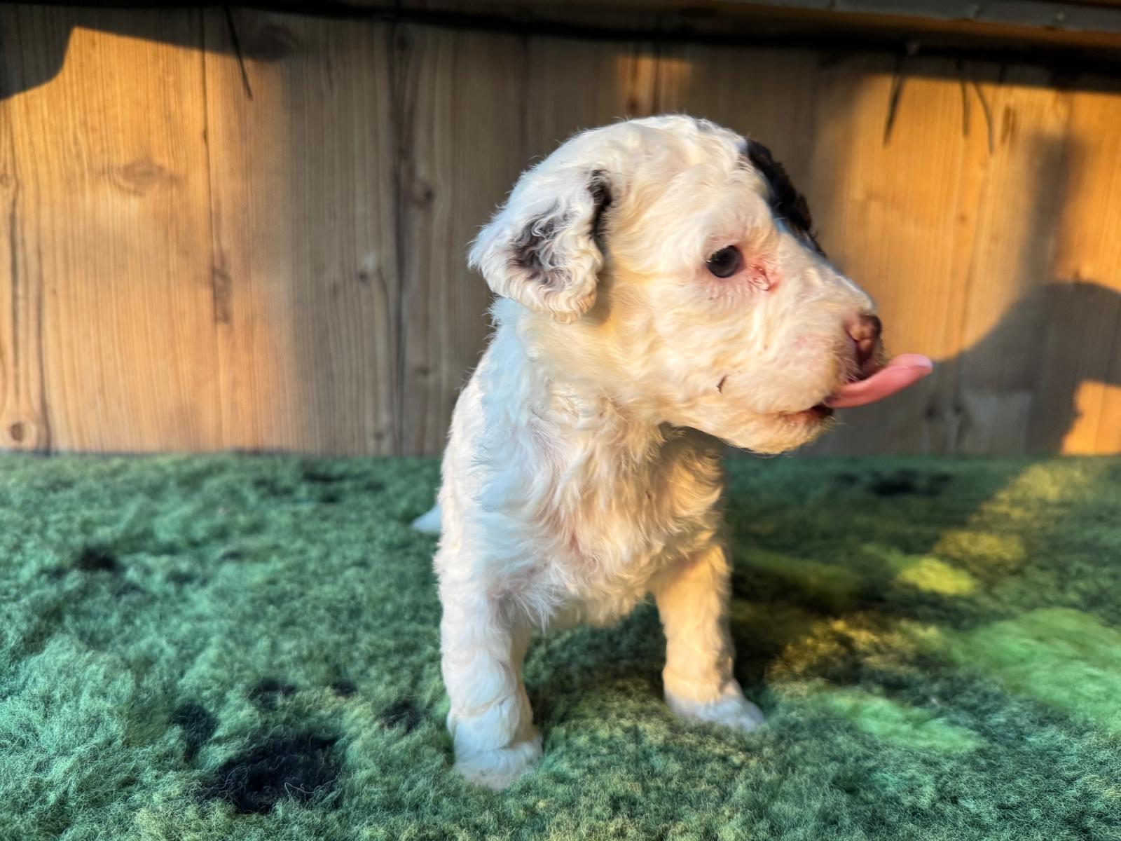 Spaanse Waterhond pup teefje 3 bruin-wit