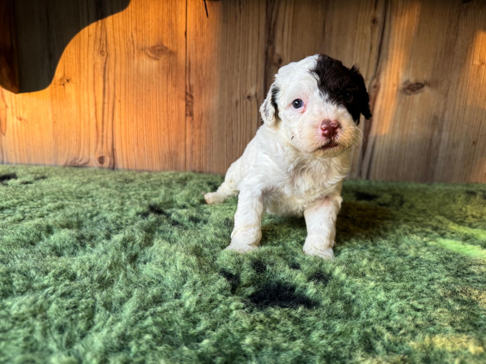 Spaanse Waterhond pup teefje 3 bruin-wit