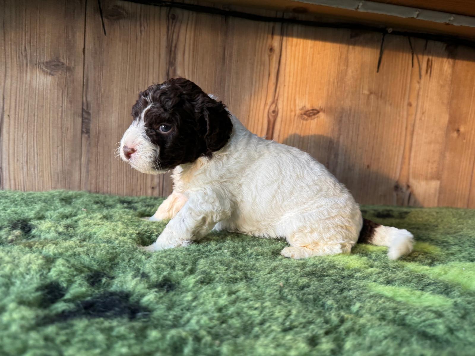 Spaanse waterhond pup wit-bruin