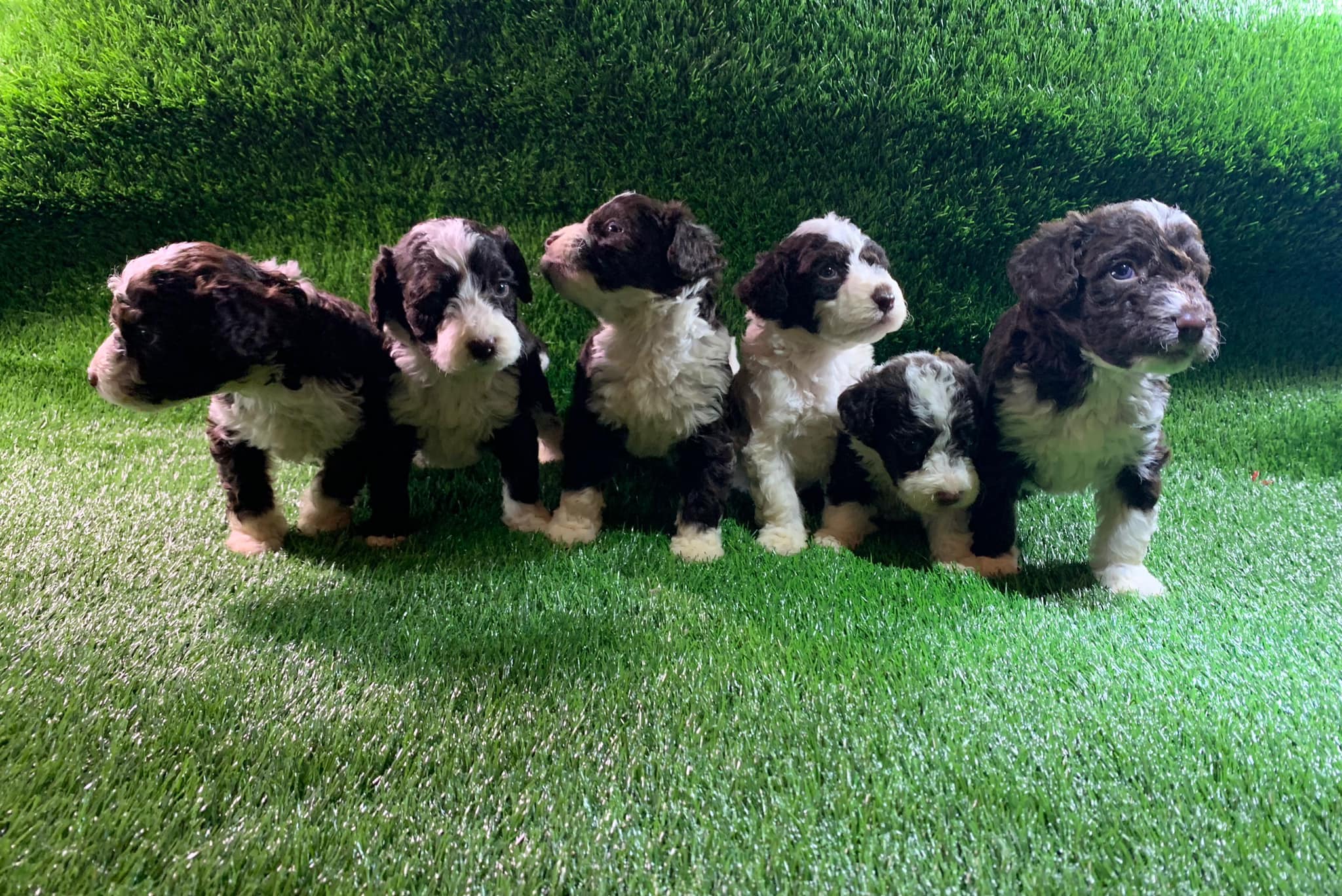 Spaanse Waterhond pups