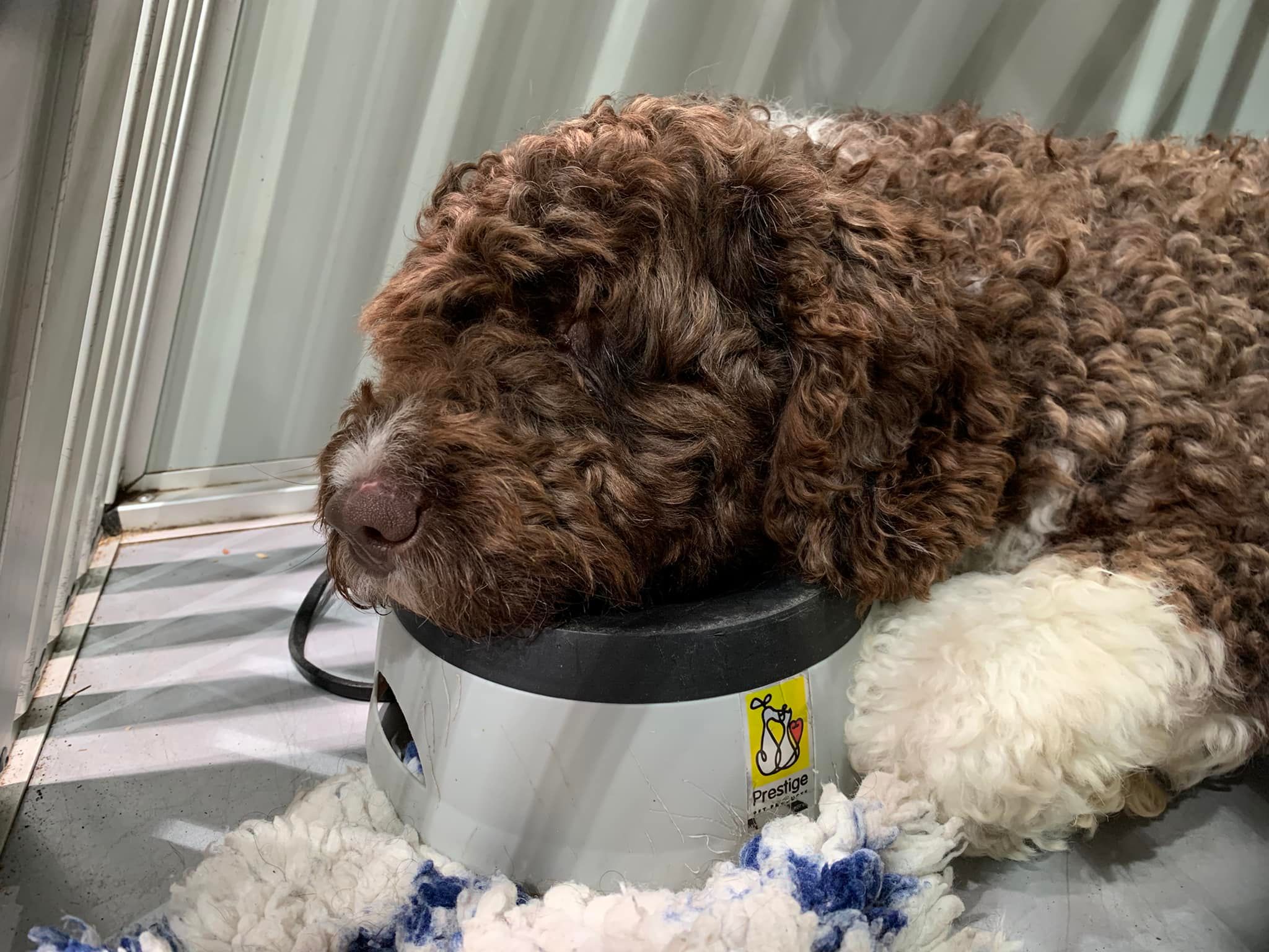 Spaanse Waterhond Kampioen Zeb uitgeteld op de waterbak