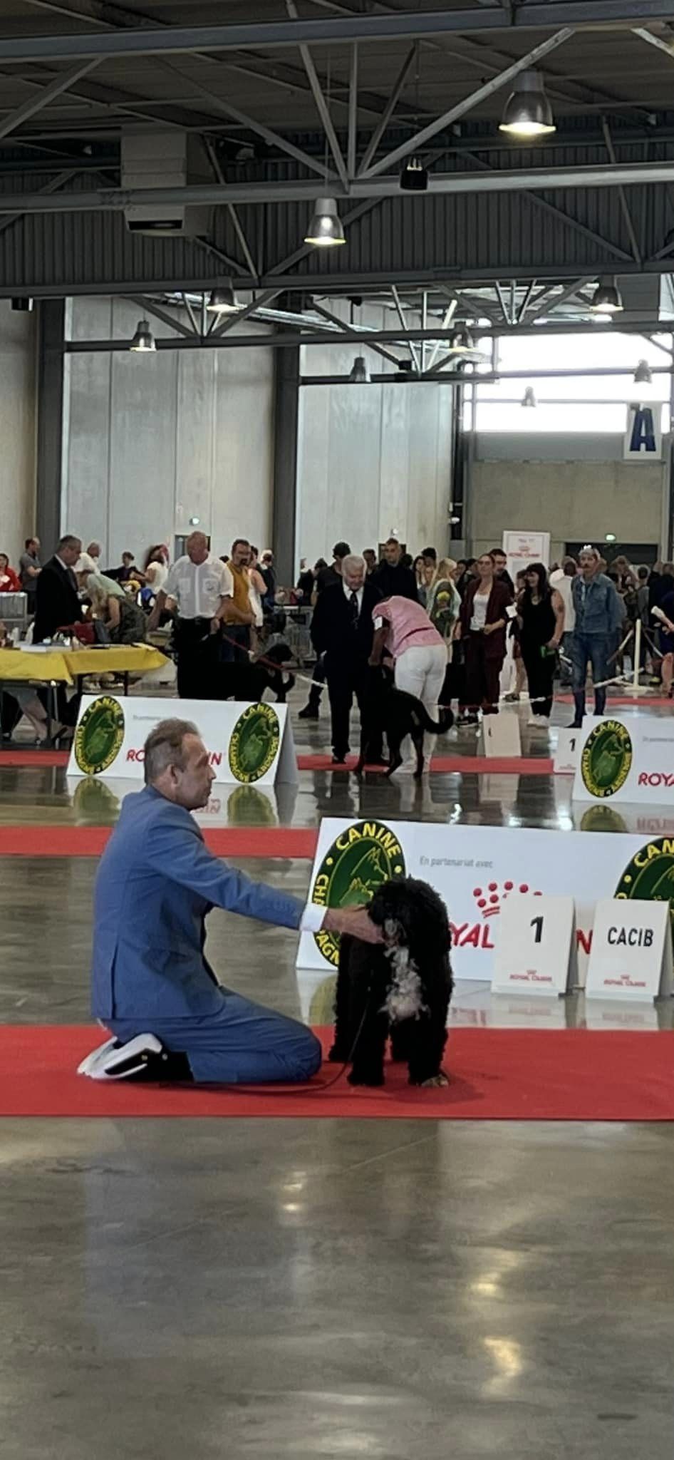 Spaanse waterhond reu op de tentoonstelling