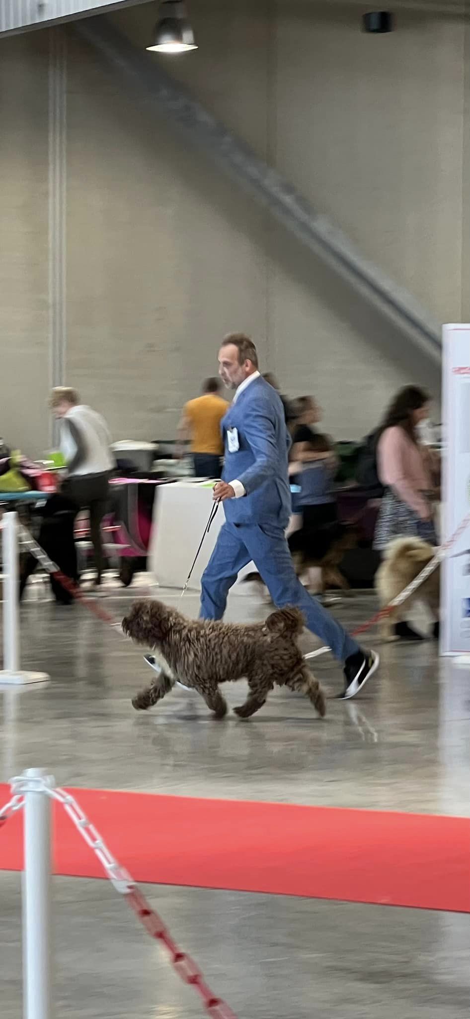 Spaanse waterhond teefje op de tentoonstelling