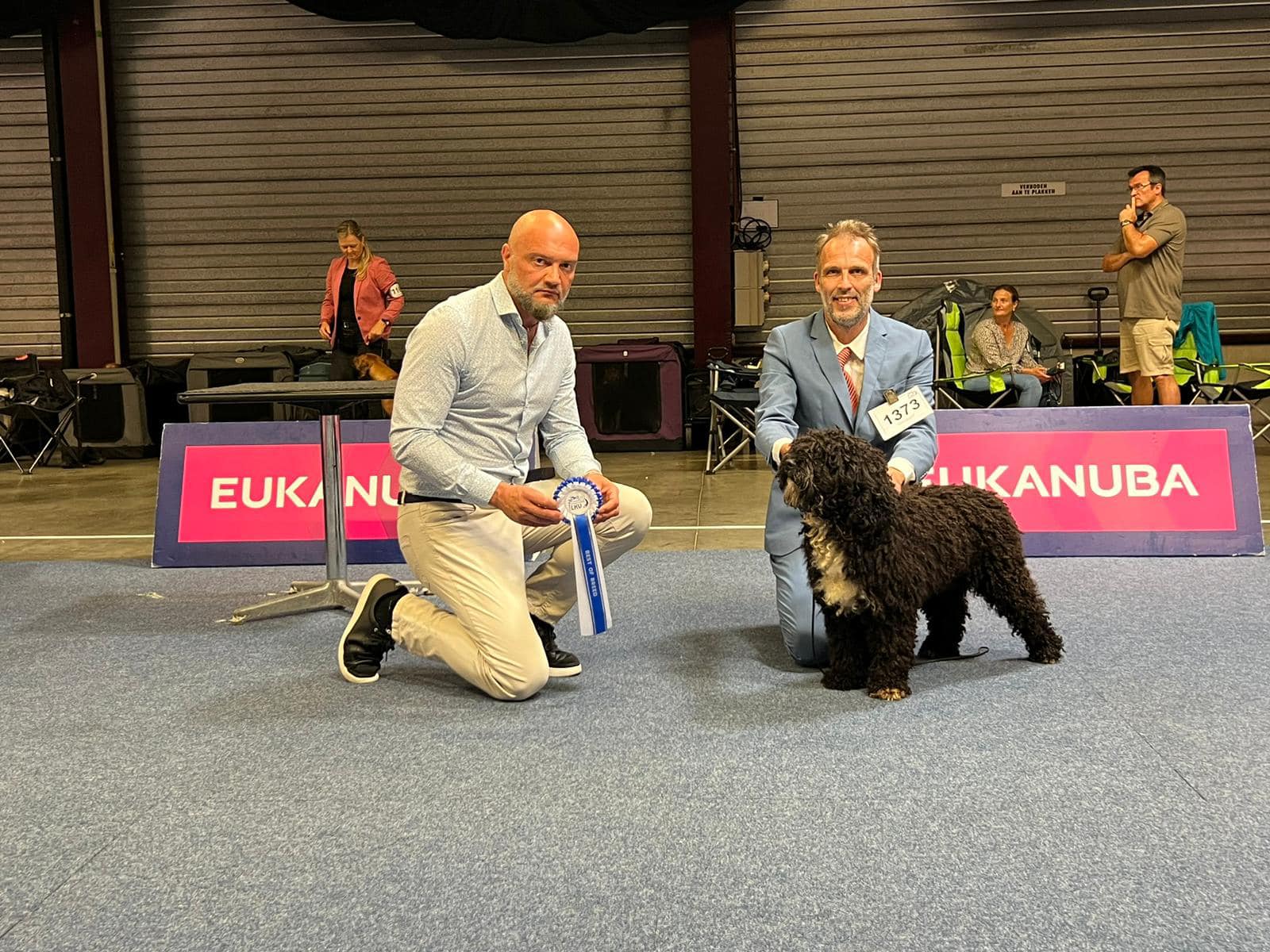 Spaanse Waterhond reu Pote BOB