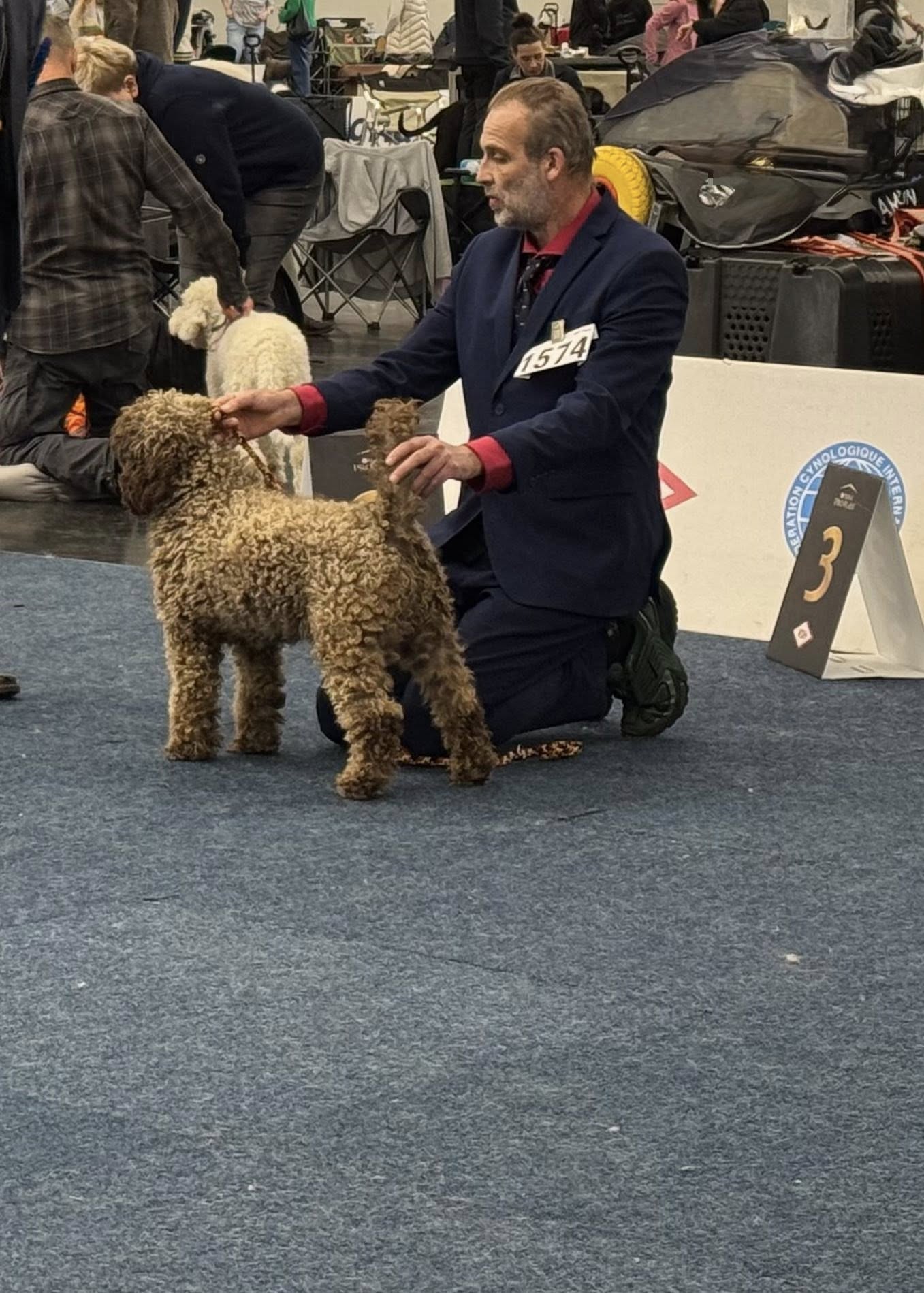 tentoonstellingen/2025/Dortmund/dag 2/Spaanse Waterhond teefje Lola 1e open klasse in Dortmund 2025