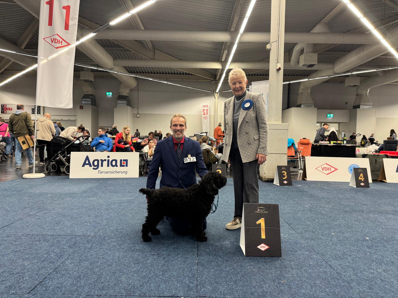 Spaanse Waterhonden van de Amaragua op de tentoonstelling