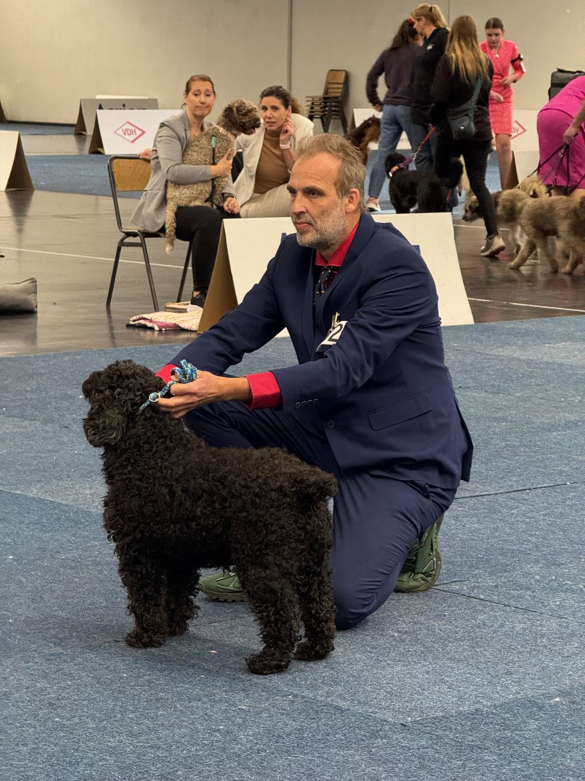 Spaanse Waterhonden van de Amaragua op de tentoonstelling