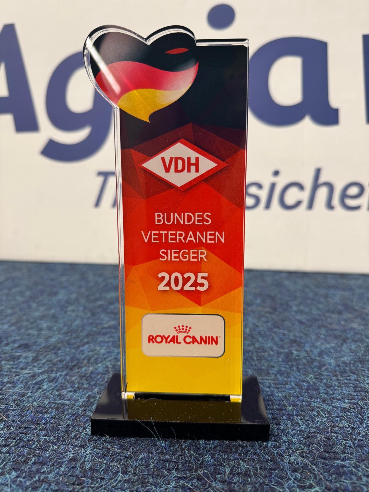 Spaanse Waterhonden van de Amaragua op de tentoonstelling