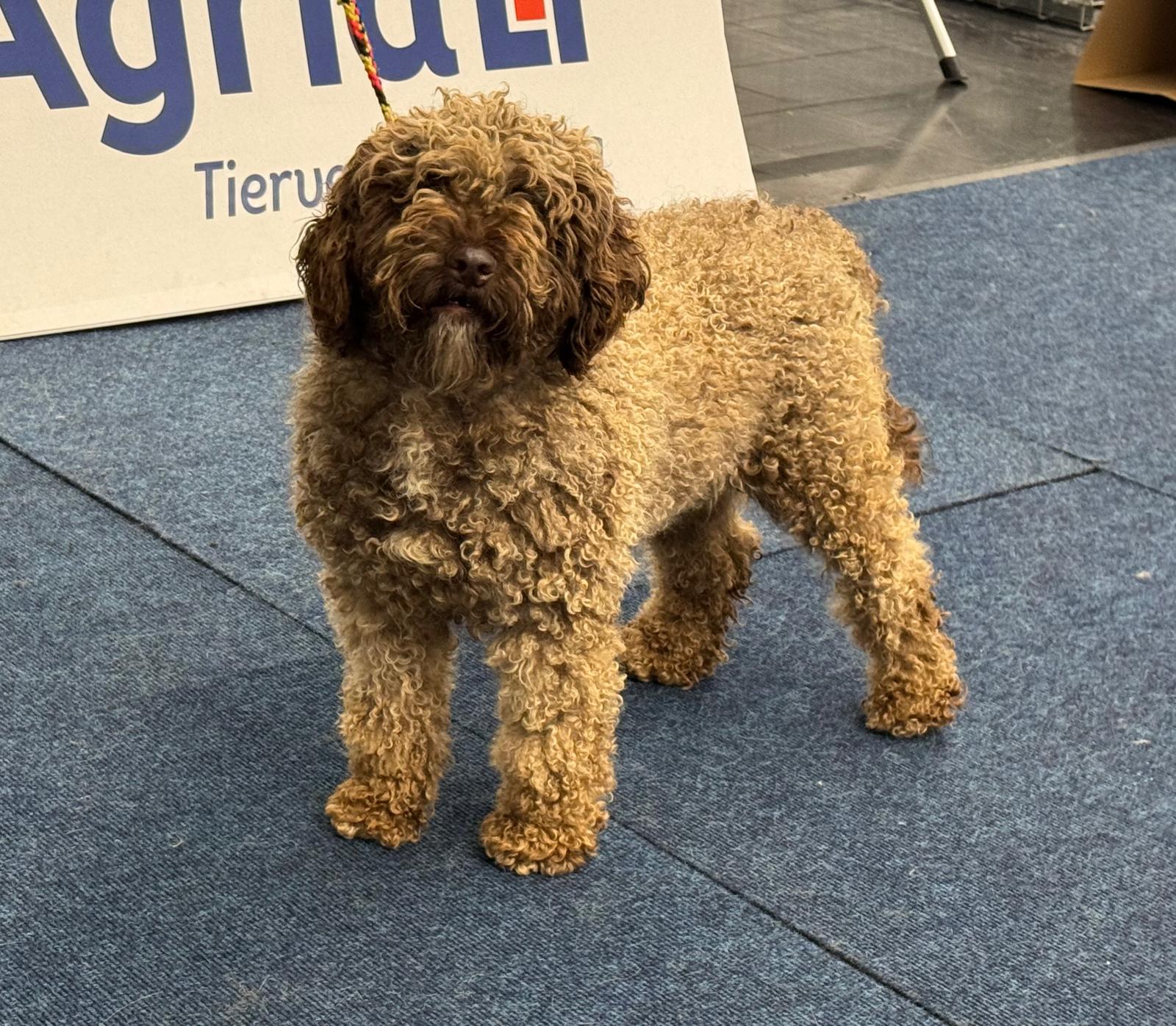 Spaanse Waterhonden van de Amaragua op de tentoonstelling