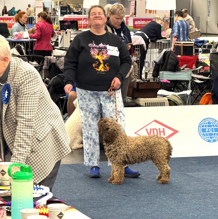 Spaanse Waterhonden van de Amaragua op de tentoonstelling