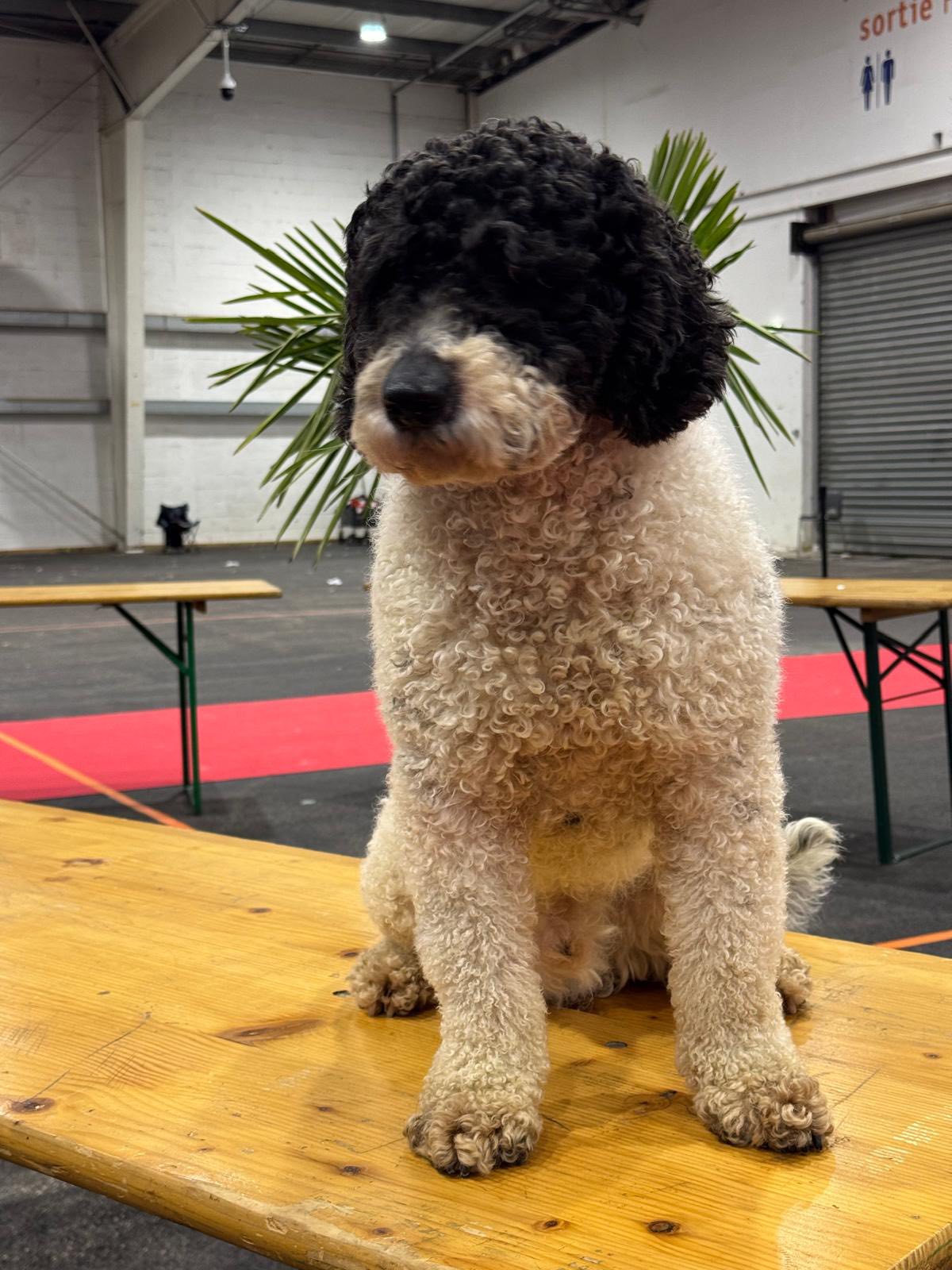 Spaanse Waterhond Ch. Byron in Rouen