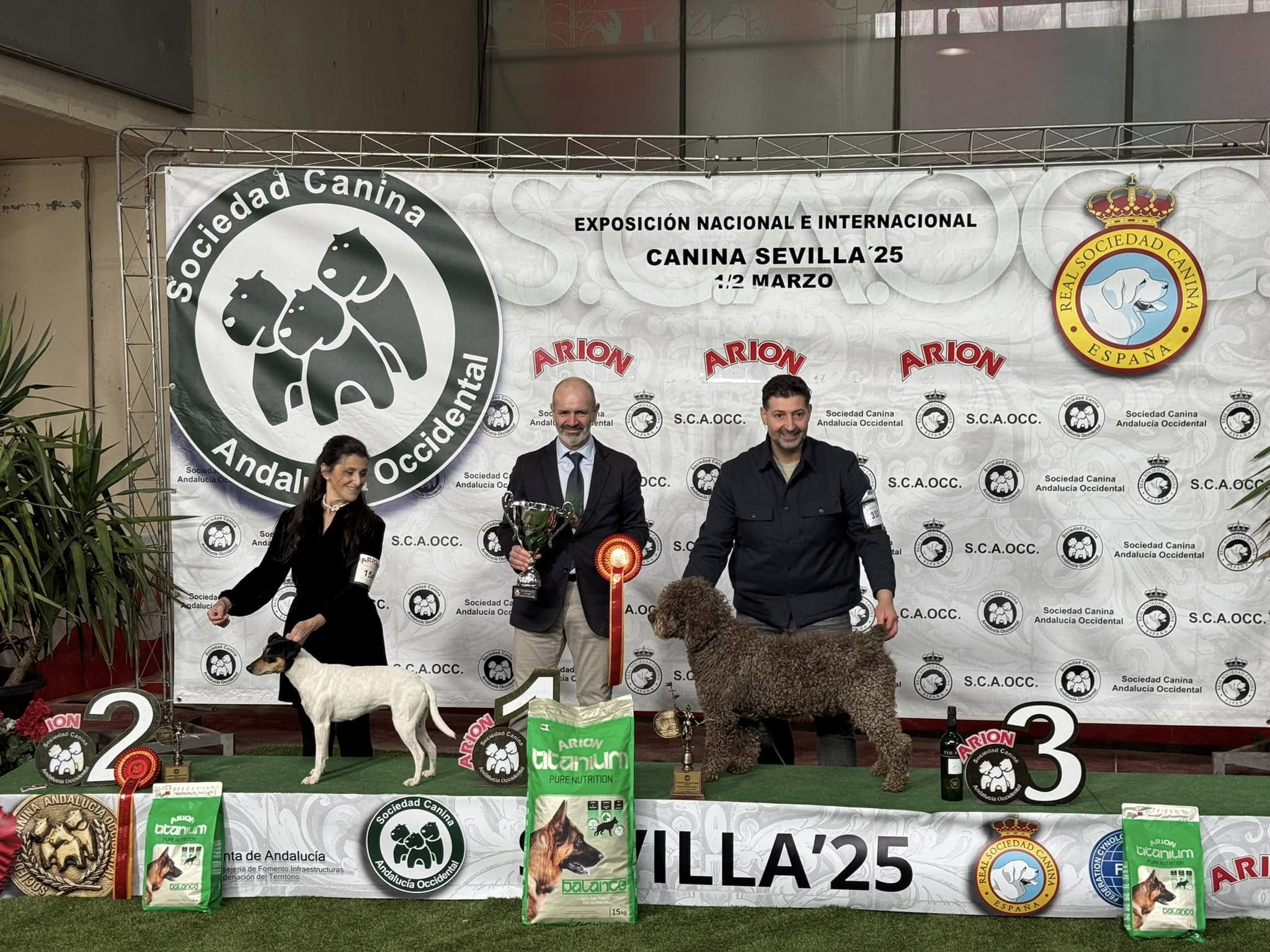 Spaanse Waterhond BISS/CHJ CHE Tartesso de Azocarrem  BOB op de tentoonstelling in Sevilla