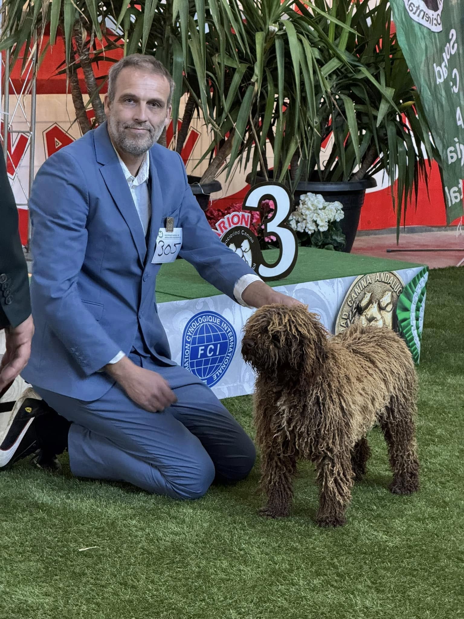 Spaanse Waterhond teefje op de tentoonstelling