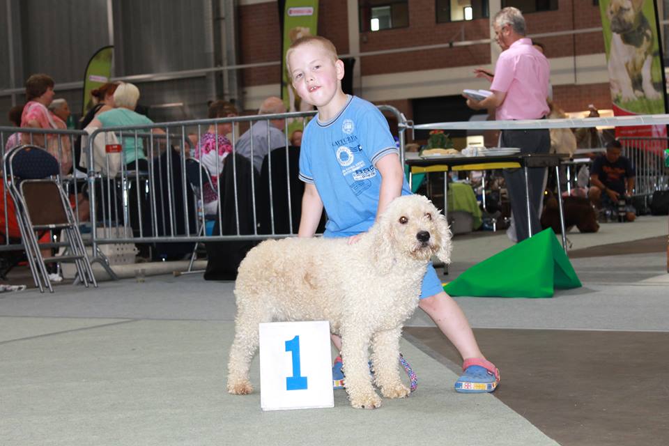 Een beige Spaanse Waterhond
