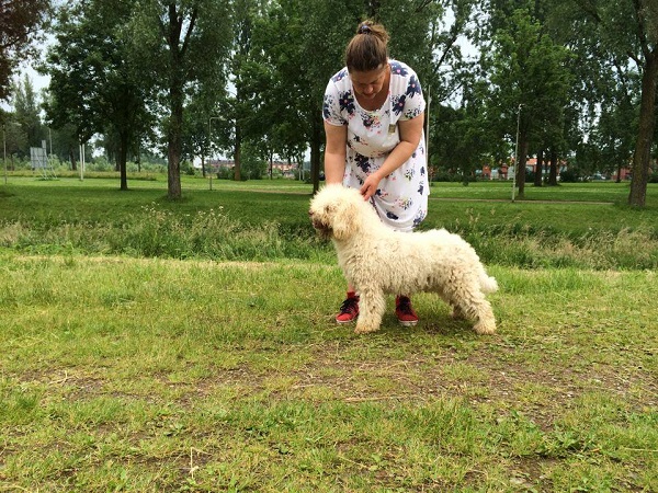Een beige Spaanse Waterhond