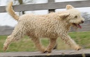 Een beige Spaanse Waterhond