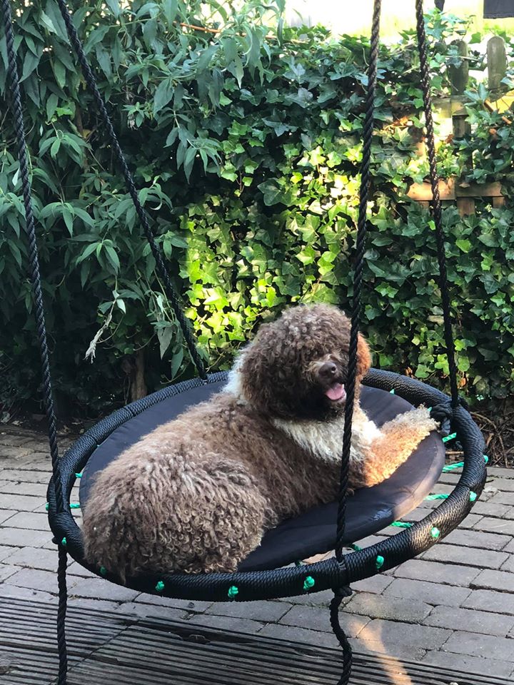 Een bruin-witte Spaanse Waterhond
