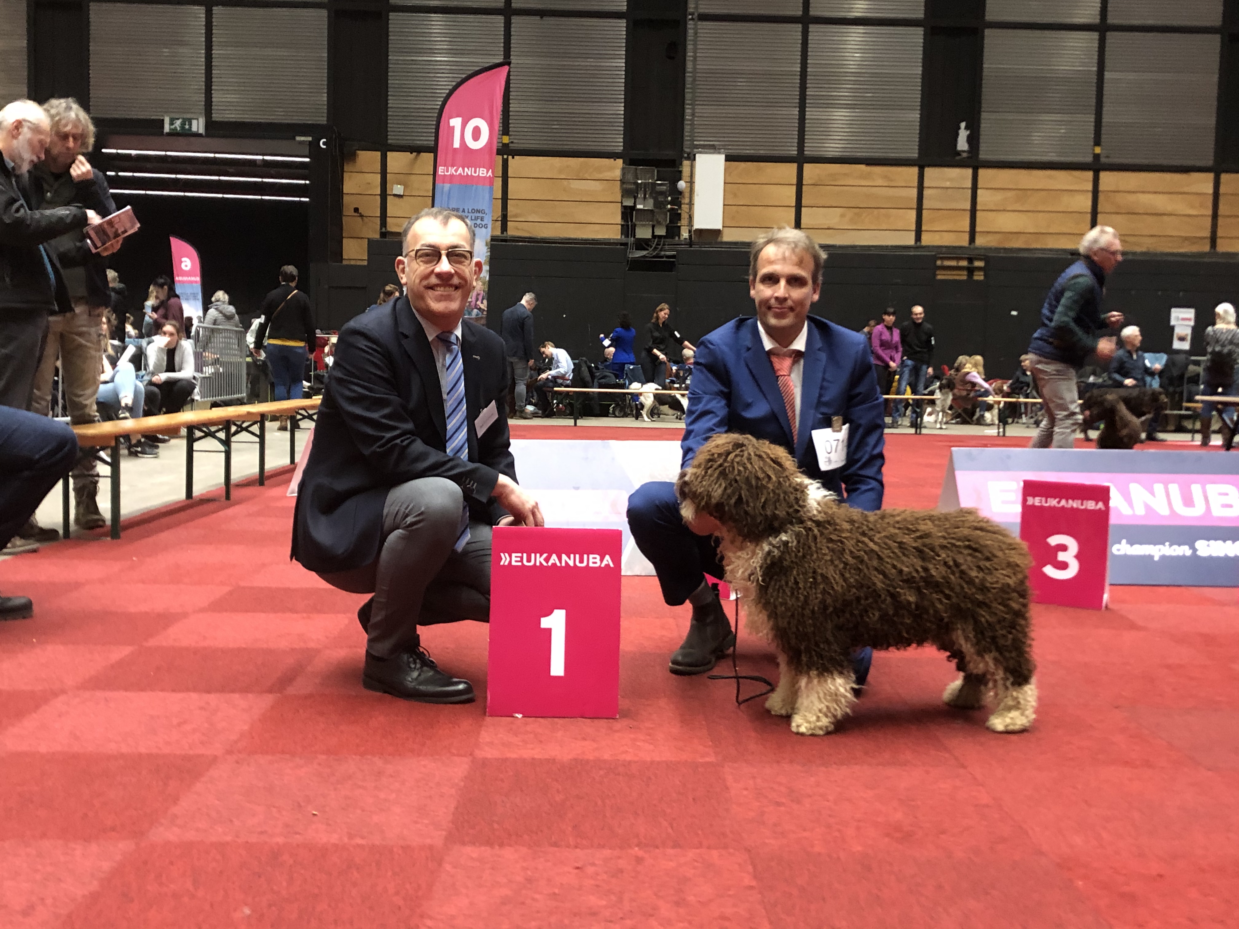Een bruin-witte Spaanse Waterhond