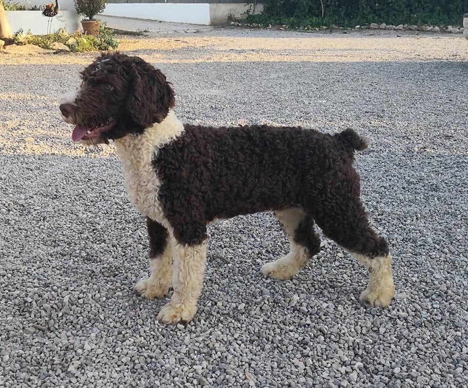 Een bruin-witte Spaanse Waterhond