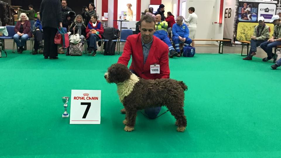 Een bruin-witte Spaanse Waterhond