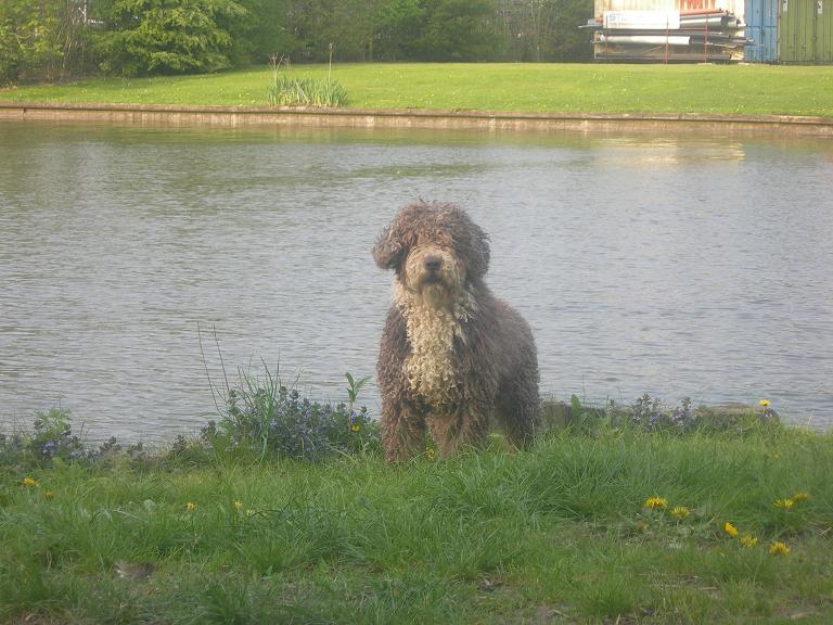 Een bruin-witte Spaanse Waterhond