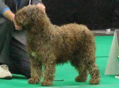 Een bruine Spaanse Waterhond