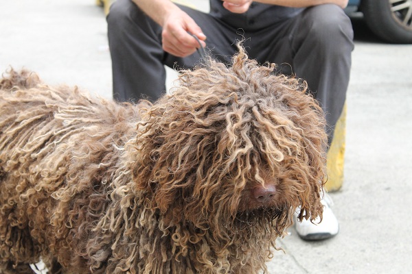 Een bruine Spaanse Waterhond
