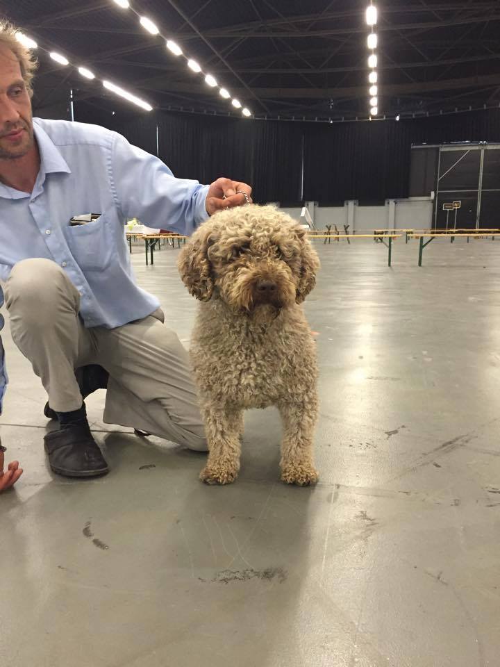 Een bruine Spaanse Waterhond