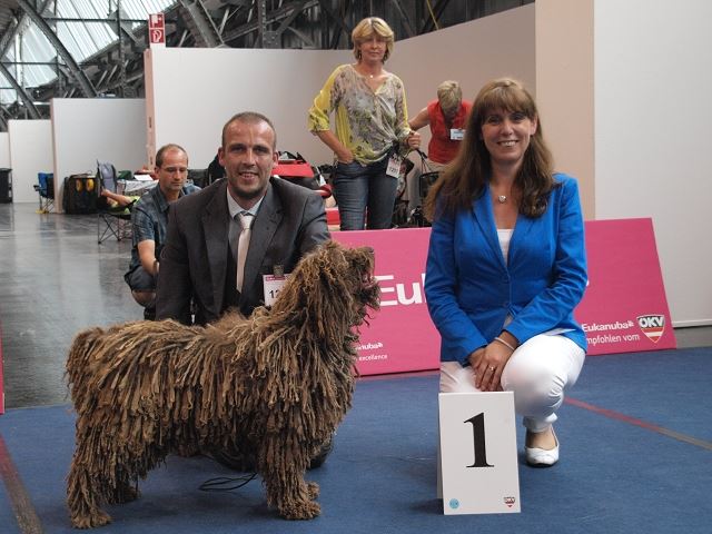 Een bruine Spaanse Waterhond