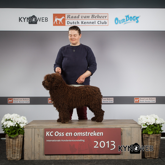 Een bruine Spaanse Waterhond