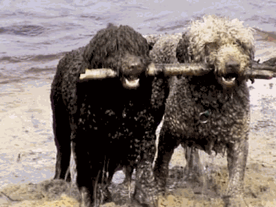 Een bruine Spaanse Waterhond
