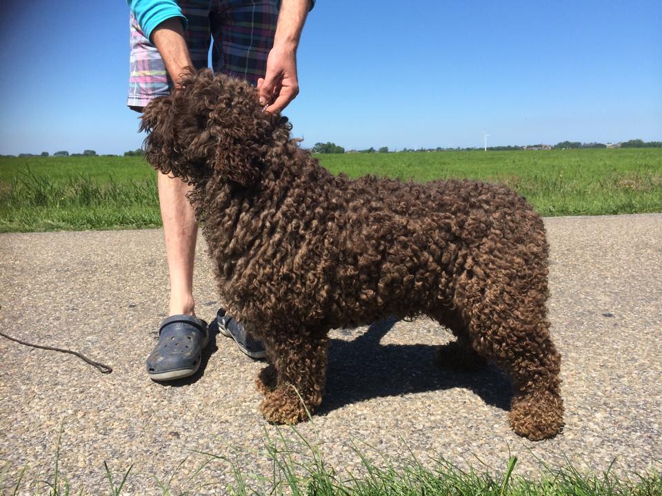 Een bruine Spaanse Waterhond