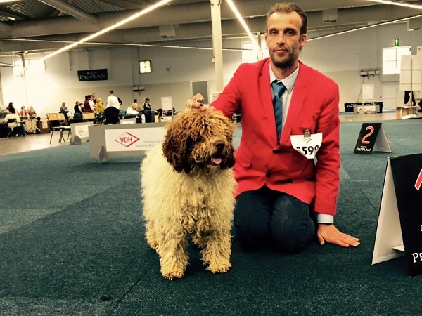 Een wit-bruine Spaanse Waterhond