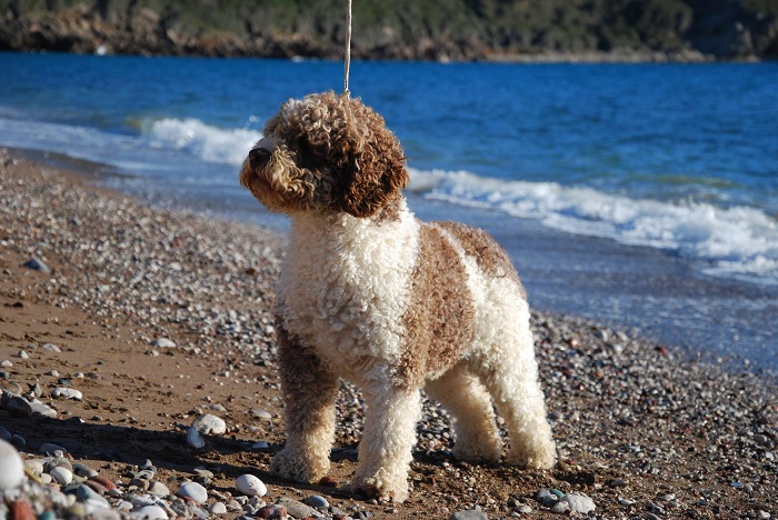 Een wit-bruine Spaanse Waterhond