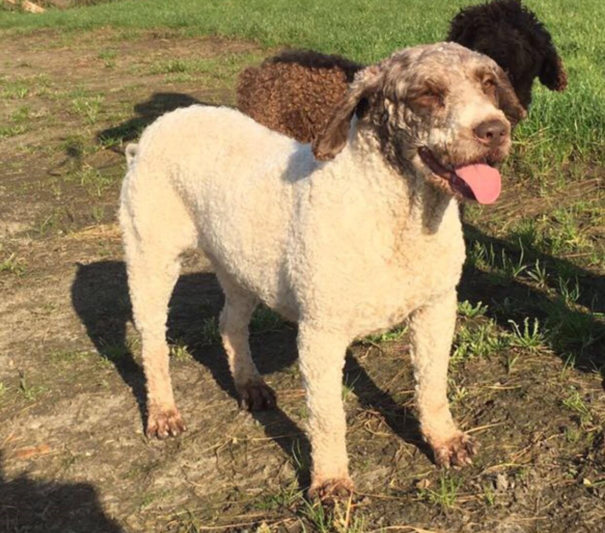 Een wit-bruine Spaanse Waterhond