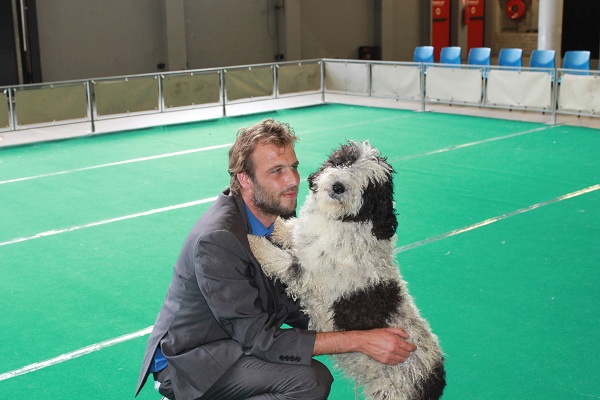 Een wit-zwarte Spaanse Waterhond
