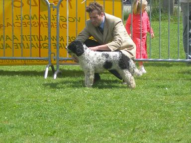 Een wit-zwarte Spaanse Waterhond