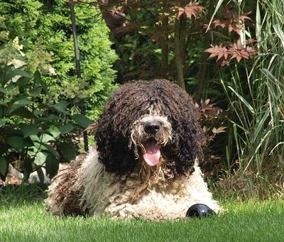 Een wit-zwarte Spaanse Waterhond