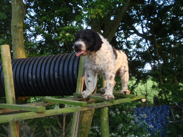 Een wit-zwarte Spaanse Waterhond