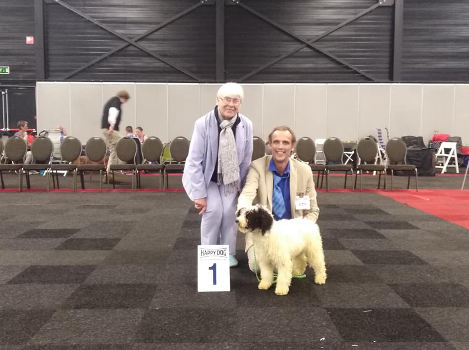 Een wit-zwarte Spaanse Waterhond