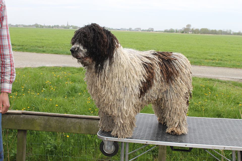 Een wit-zwarte Spaanse Waterhond