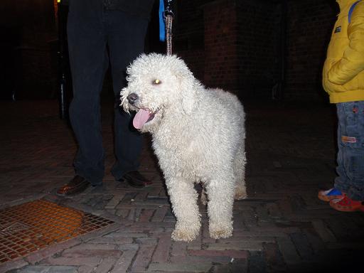 Een witte Spaanse Waterhond