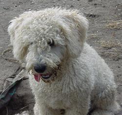 Een witte Spaanse Waterhond