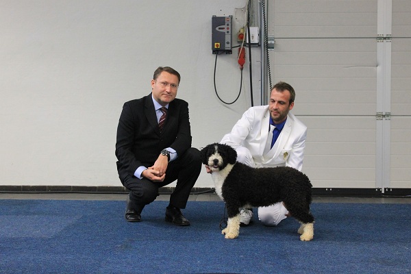 Een zwart-witte Spaanse Waterhond
