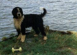 Een zwart-witte Spaanse Waterhond