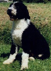 Een zwart-witte Spaanse Waterhond