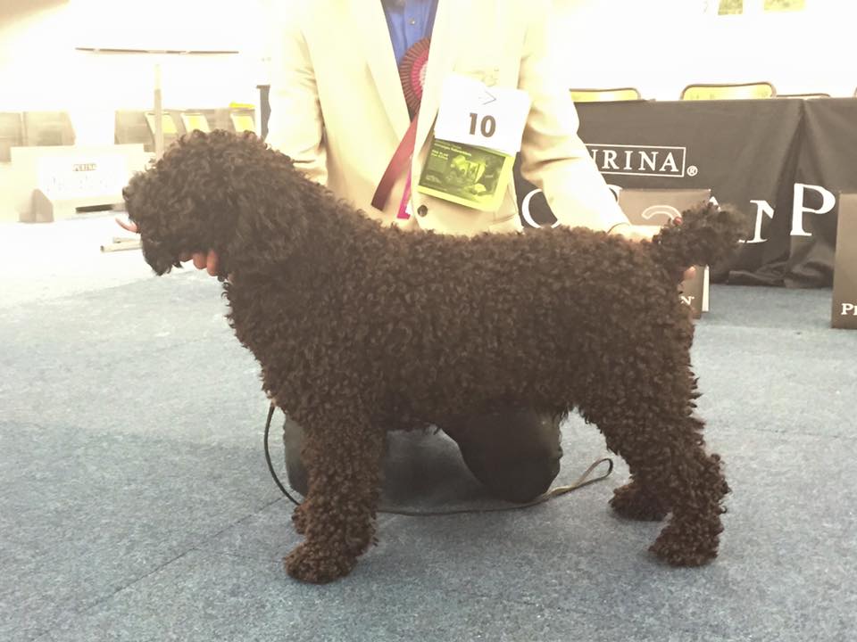 Een zwarte Spaanse Waterhond