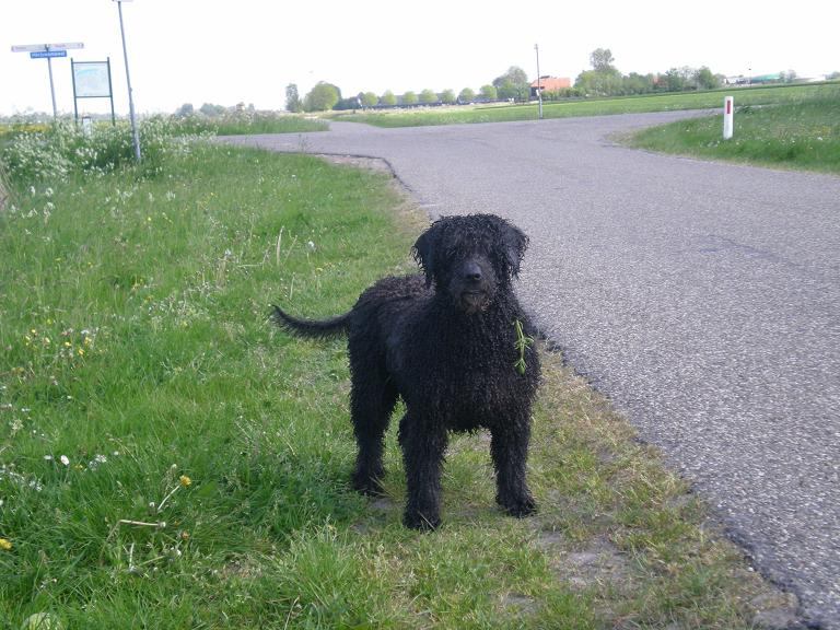 Een zwarte Spaanse Waterhond