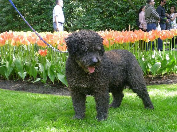 Een zwarte Spaanse Waterhond